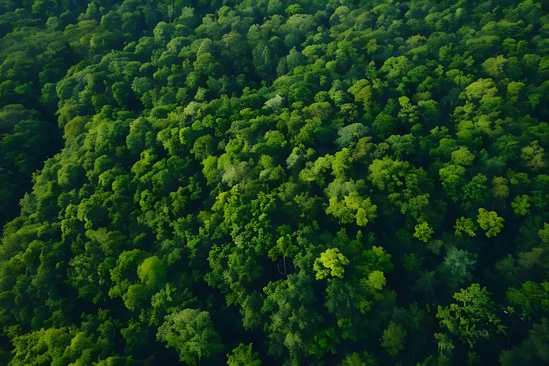 Aerial view of a managed forest