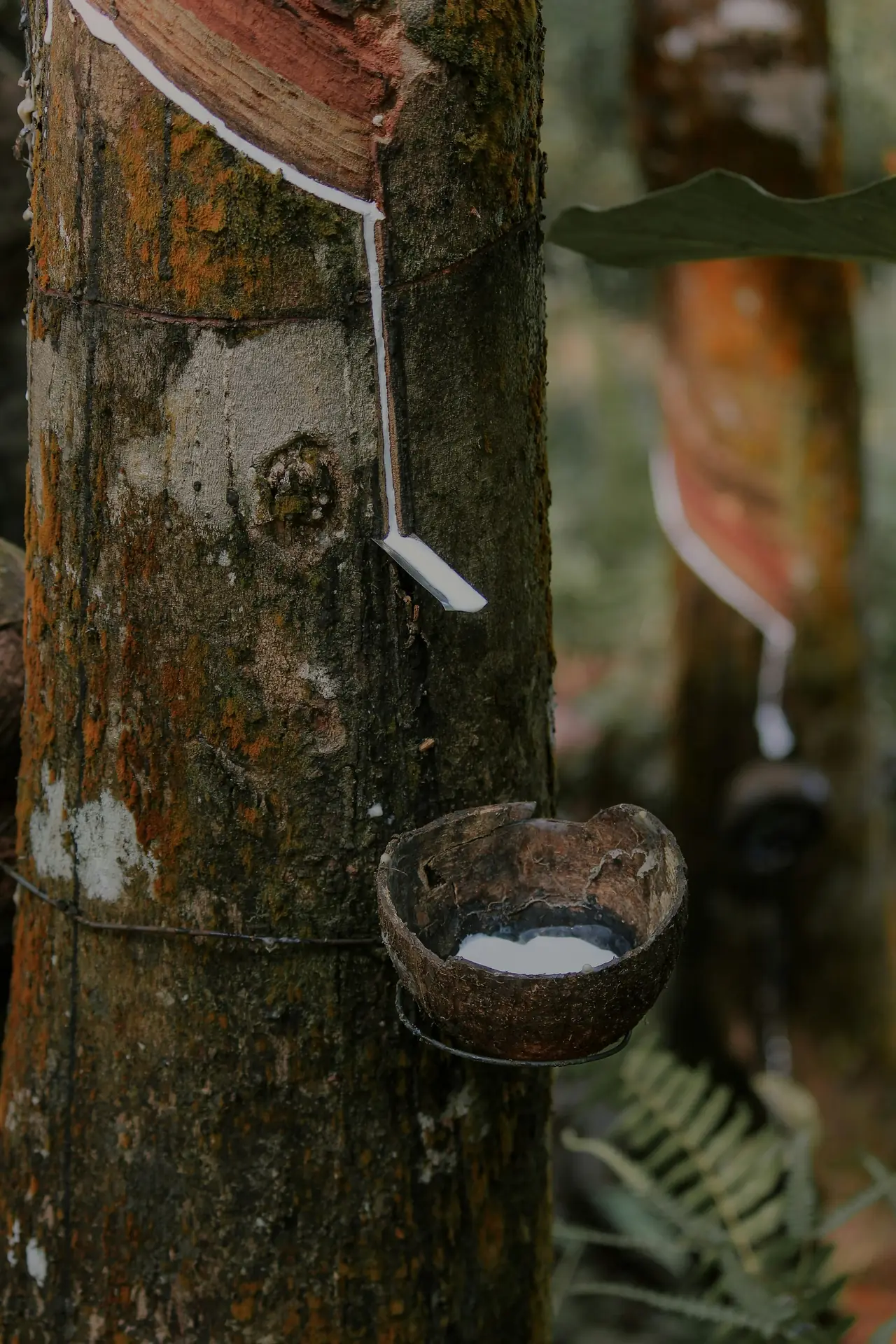 Latex being tapped from a rubber tree